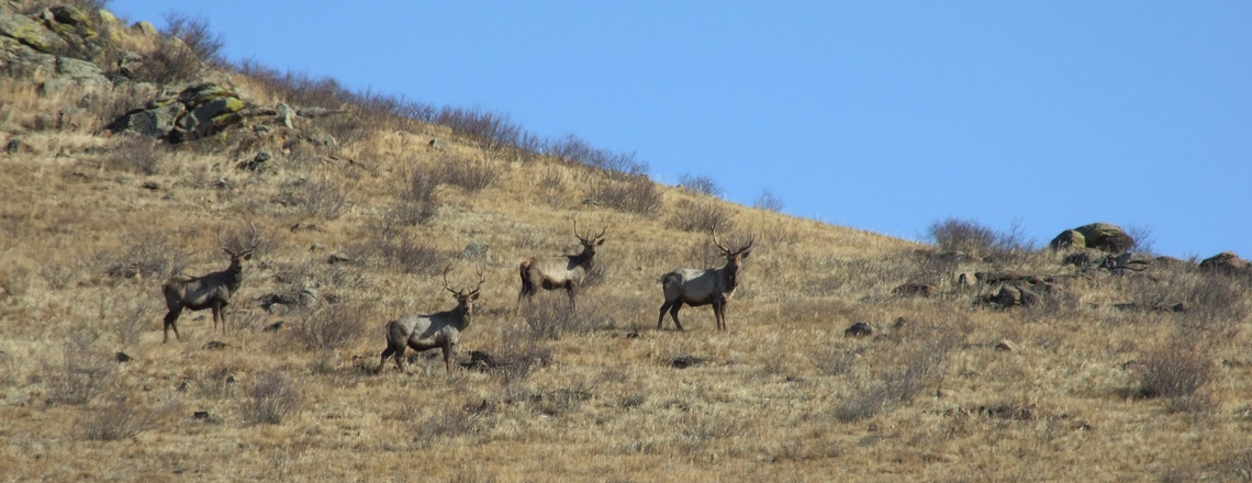 Лхачинвандад уул